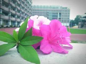 Close-up of pink flowers