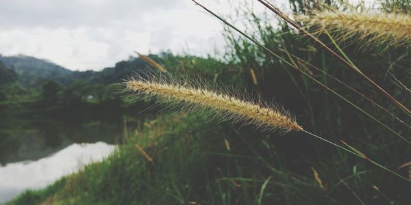 Close-up of grass against sky