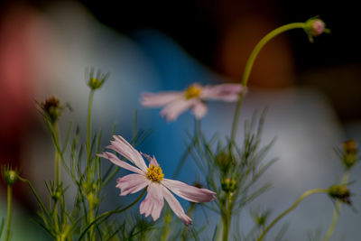 Close-up of flowering plant