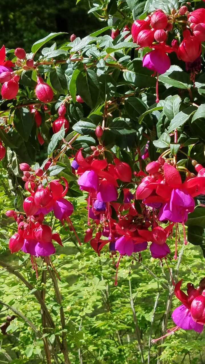 CLOSE-UP OF PINK FLOWERS ON PLANT