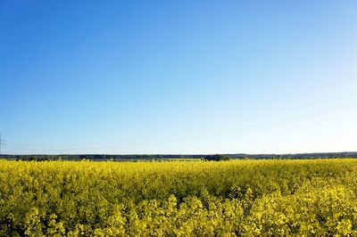 Yellow flowers growing on field against clear sky