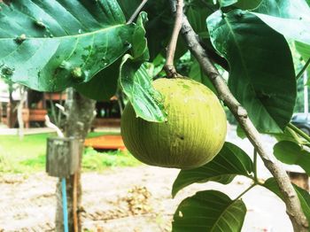 Close-up of fruit growing on tree