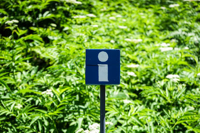 Close-up of road sign against plants