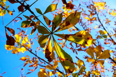 Low angle view of autumnal leaves against sky