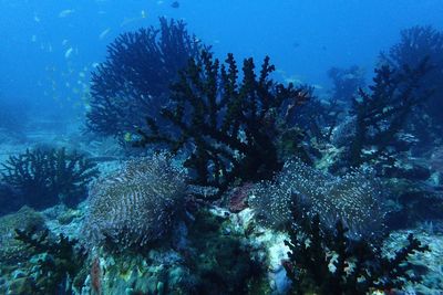 View of fish underwater