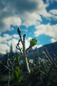 Close-up of plant against sky