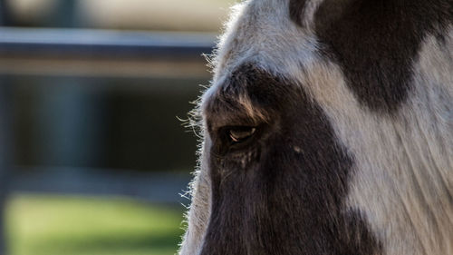 Close-up of a horse