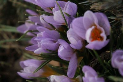 Close-up of purple flowers