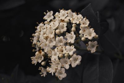 Close-up of flowers against blurred background