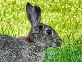 Close-up portrait of rabbit on grass