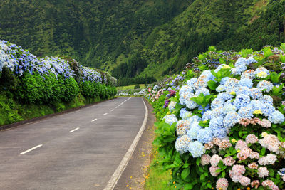 Scenic view of road amidst trees in forest against sky