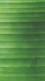 Full frame shot of green leaves