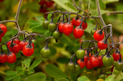 Close-up of cherries growing on tree