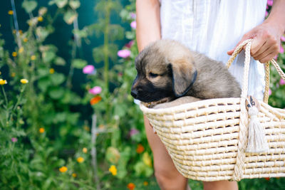 Woman holding a dog