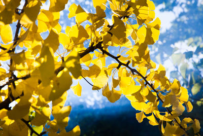 Low angle view of yellow tree against sky