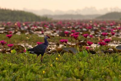 Birds perching on field against sky