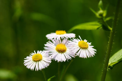 Close-up of white flowering plants