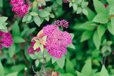 Close-up of pink flower blooming outdoors