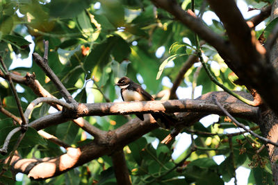 Low angle view of bird perching on tree