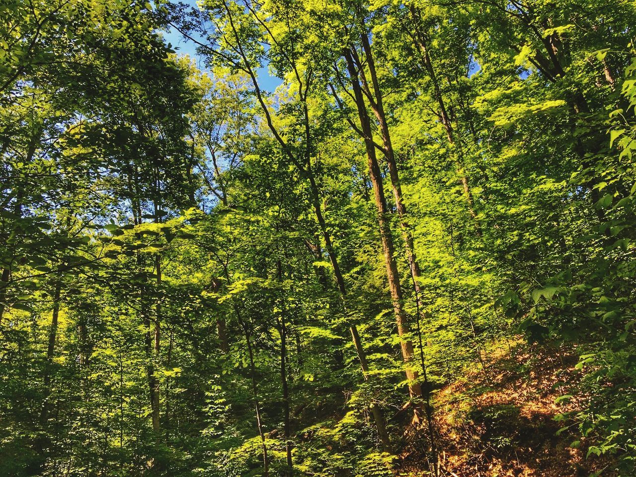 tree, growth, green color, tranquility, nature, beauty in nature, branch, tranquil scene, lush foliage, forest, scenics, low angle view, yellow, sunlight, plant, day, green, field, no people, outdoors