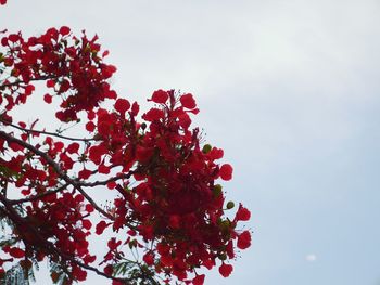 Low angle view of trees against sky