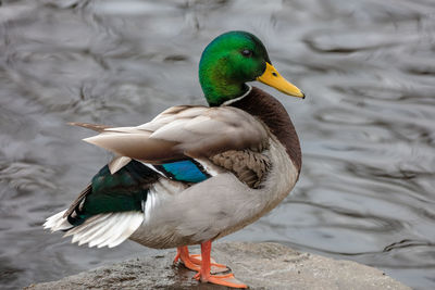 Close-up of a male mallard duck in a lake