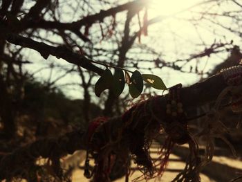 Close-up of branches