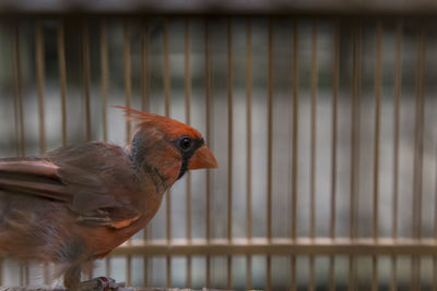 Close-up of cardinal in birdcage