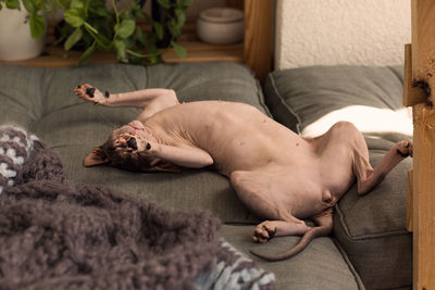 High angle view of sphynx hairless cat lying on bed at home