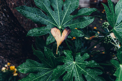 High angle view of plant growing on field