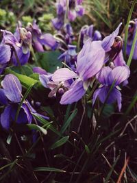 Close-up of purple crocus flowers on field