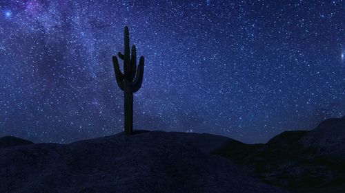 Low angle view of succulent plant against sky at night