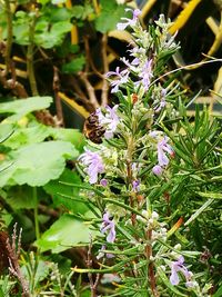 Close-up of insect on plant