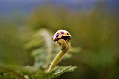 Close-up of giant bamboo ladybird on host plant