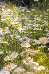 Close-up of yellow flowers blooming on field