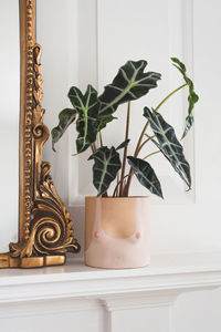 Close-up of potted plant on table at home