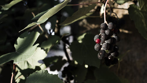 Close-up of grapes growing on tree