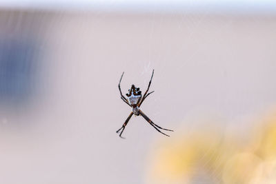 Close-up of spider on web