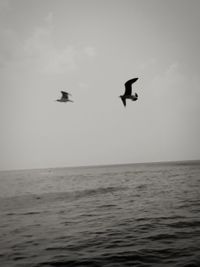 Bird flying over sea