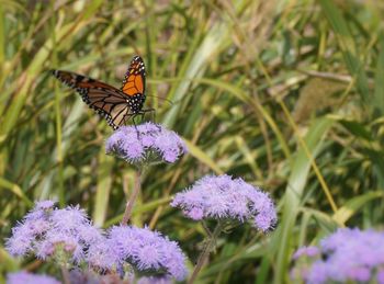 Butterfly pollinating on purple flower