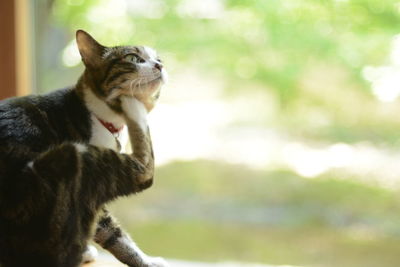 Close-up of cat