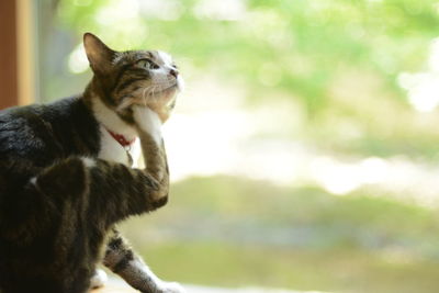 A tabby cat scratching her chin with hind leg