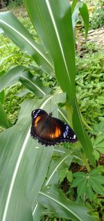 Close-up of butterfly on leaf