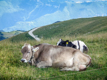 Cows in pasture