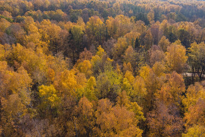 High angle view of pine trees in forest during autumn