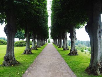 Trees in park