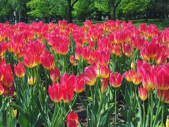 Close-up of red tulips blooming in field