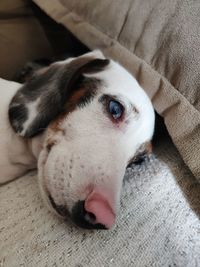 Close-up portrait of a dog