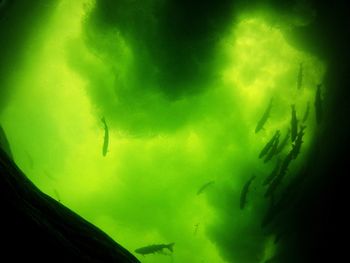 Close-up of fish swimming in aquarium