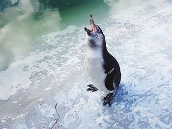 High angle view of penguin swimming in water